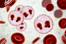 Protozoos Plasmodium falciparum, agente causal de la malaria tropical en los glóbulos rojos, ilustración digital . - foto de stock