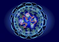 Цифровая иллюстрация структуры коронавируса, вируса, вызывающего инфекцию дыхательных путей, связанную с обычной простудой, пневмонией и острым респираторным синдромом . — стоковое фото