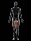 Männlicher Körper mit sichtbarem farbigen Semitendinosus-Muskel, Computerillustration. — Stockfoto