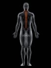 Чоловіче тіло з видимими кольоровими м'язами Rotatores, комп'ютерна ілюстрація . — стокове фото