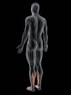 Абстрактное мужское тело с подробным Flexor digitorum длинная мышца, компьютерная иллюстрация
. — стоковое фото