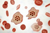 Plasmodium ovale protozoan parasites and red blood cell in flow, computer illustration. — Stock Photo