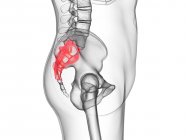 Male skeleton part with visible sacrum, computer illustration. — Stock Photo