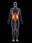 Abstrakter männlicher Körper mit detaillierten Transversus-Bauchmuskeln, Computerillustration. — Stockfoto