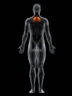 Männlicher Körper mit sichtbarem farbigem Serratus posterior superior Muskel, Computerillustration. — Stockfoto
