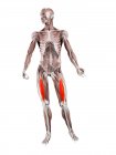 Figura masculina física com músculo Vastus intermedius detalhado, ilustração digital . — Fotografia de Stock
