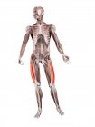 Physische männliche Figur mit detailliertem vastus lateralis Muskel, digitale Illustration. — Stockfoto