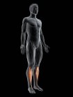 Abstrakte männliche Figur mit detailliertem Tibialis-Vordermuskel, digitale Illustration. — Stockfoto