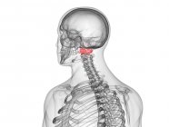 Parte scheletrica maschile con vertebre atlanti visibili, illustrazione al computer . — Foto stock