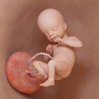 Foetus humain à la semaine 21, illustration numérique réaliste . — Photo de stock