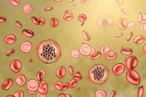 Protozoos Plasmodium falciparum, agente causal de la malaria tropical en los glóbulos rojos, ilustración digital . - foto de stock