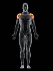 Corpo maschile con visibile colorato Deltoid muscolo, illustrazione del computer . — Foto stock