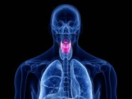 Transparent male silhouette with colored larynx, computer illustration. — Stock Photo