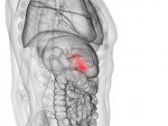 Abstract male figure showing colored gallbladder, computer illustration. — Stock Photo