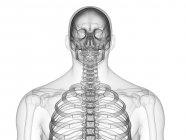 Верхние кости тела мужчины человеческого тела, цифровая иллюстрация . — стоковое фото