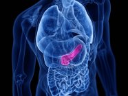 Pink colored pancreas in male human body, digital illustration. — Stock Photo