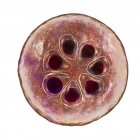 Plasmodium malariae protozoo parásito, ilustración digital . - foto de stock