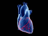Arterie coronarie, illustrazione computerizzata. — Foto stock