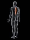 Figura masculina abstracta con músculo espinal torácico detallado, ilustración por computadora . - foto de stock