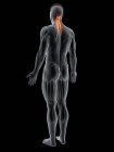 Абстрактная мужская фигура с подробным Semispinalis Capitis мышцы, компьютерная иллюстрация
. — стоковое фото