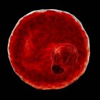 Plasmodium vivax protozoan, компьютерная иллюстрация
. — стоковое фото