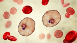 Плазмодієві протозойні паразити та червоні кров'яні тільця, комп'ютерна ілюстрація . — стокове фото