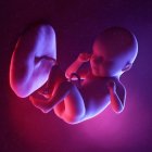 Foetus humain à la semaine 35, illustration numérique multicolore . — Photo de stock