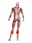 Figura masculina física com músculo Gastrocnêmio detalhado, ilustração digital . — Fotografia de Stock