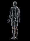Абстрактная мужская фигура с детальной планетарной мышцей, компьютерная иллюстрация
. — стоковое фото