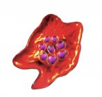 Plasmodium ovale protozoaire, illustration numérique . — Photo de stock