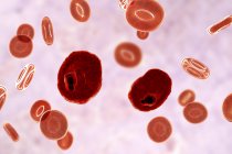 Плазмодієві протозойні паразити та червоні кров'яні тільця, комп'ютерна ілюстрація . — стокове фото