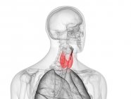 Corps masculin anatomique avec glande thyroïde colorée, illustration informatique . — Photo de stock