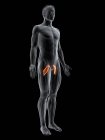 Figura masculina abstracta con músculo Pectineo detallado, ilustración digital
. - foto de stock