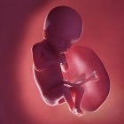 Human fetus at week 18, realistic digital illustration. — Stock Photo