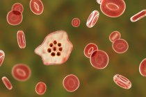 Plasmodium ovale protozoan parasite and red Blood cell in flow, computer illustration. — стокове фото