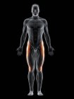 Cuerpo masculino abstracto con músculo Tensor fascia lata detallado, ilustración por ordenador
. - foto de stock