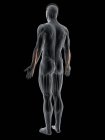 Abstract male body with detailed Extensor digiti minimi muscle, computer illustration. — Stock Photo