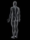 Абстрактная мужская фигура с мышцами спины, компьютерная иллюстрация
. — стоковое фото