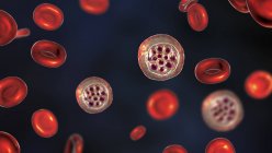 Protozoários de Plasmodium vivax e glóbulos vermelhos, ilustração digital
. — Fotografia de Stock