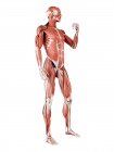 Musculatura masculina em comprimento total, ilustração digital isolada sobre fundo branco . — Fotografia de Stock