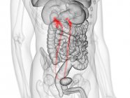 Silhueta masculina transparente com ureter visível, ilustração do computador . — Fotografia de Stock
