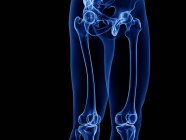 Huesos de la parte superior de la pierna en rayos X ilustración por ordenador del cuerpo humano . - foto de stock