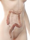 Figure anatomique féminine avec gros intestin détaillé, illustration par ordinateur . — Photo de stock