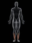 Männlicher Körper mit sichtbarer farbiger Beugehalluzismuskulatur, Computerillustration. — Stockfoto