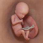 Foetus humain à la semaine 18, illustration numérique réaliste . — Photo de stock