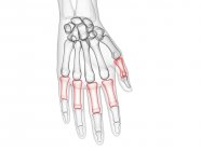 Mão esqueleto masculino com falanges proximais visíveis, ilustração computacional . — Fotografia de Stock