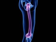Чоловіча скелетна нога з видимою кісткою стегнової кістки, комп'ютерна ілюстрація . — стокове фото