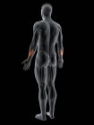 Abstract male body with detailed Abductor pollicis longus muscle, computer illustration. — Stock Photo