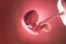 Human fetus at week 7, computer illustration. — Stock Photo