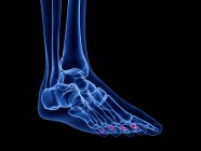 Huesos de falange media en rayos X ilustración por ordenador del pie humano . - foto de stock